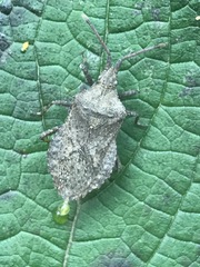 Villasitocoris inconspicuus