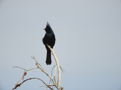 iNaturalist observation photo of Phainopepla