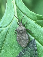 Villasitocoris inconspicuus