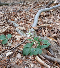 Cardamine diphylla