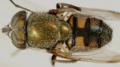 Stomorhina subapicalis