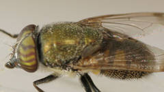 Stomorhina subapicalis