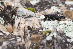 Melanophryniscus diabolicus