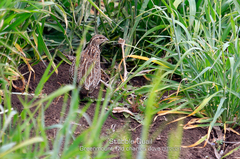 Coturnix pectoralis