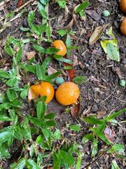 Campomanesia xanthocarpa