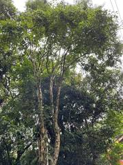 Campomanesia xanthocarpa