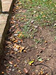 Campomanesia xanthocarpa