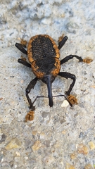 Homalinotus deplanatus