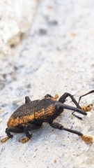 Homalinotus deplanatus