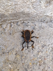 Homalinotus deplanatus