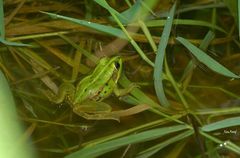 Pelophylax fukienensis