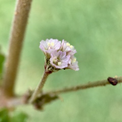 Boerhavia dominii