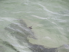 Acanthurus leucopareius