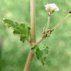Boerhavia dominii