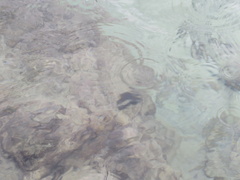 Acanthurus leucopareius