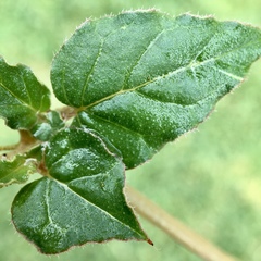 Boerhavia dominii