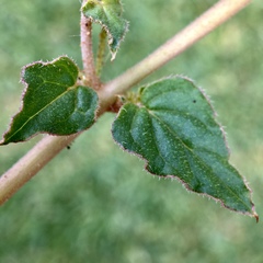 Boerhavia dominii