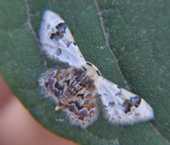 Idaea asceta