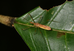 Atopozelus