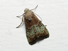 Heteromicta tripartitella