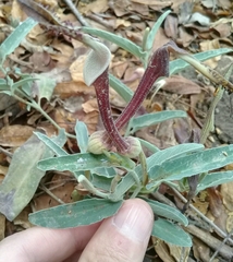 Aristolochia lingua