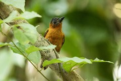 Picumnus rufiventris