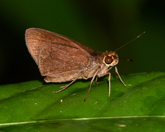 Methionopsis ina