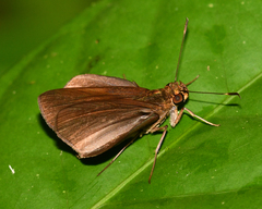 Methionopsis ina