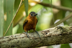 Picumnus rufiventris