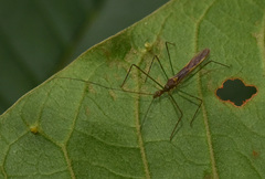 Atopozelus