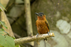 Picumnus rufiventris