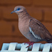 West Peruvian Dove - Photo (c) David Cook Wildlife Photography, some rights reserved (CC BY-NC)