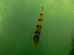 Gnathanodon speciosus