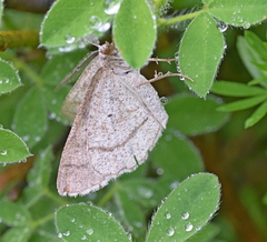 Perconia strigillaria