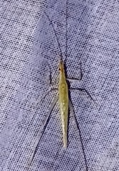 Oecanthus leptogrammus