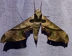 Adhemarius dariensis