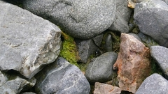 Prasiola crispa