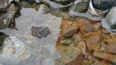 Cryptopygus antarcticus