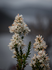 Sprengelia propinqua