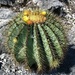 Glaucous Barrel Cactus - Photo (c) Reserva de la Biosfera Barranca de Metztitlán (RBBM), some rights reserved (CC BY-NC)