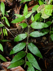 Palicourea callithrix