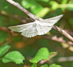 Perconia strigillaria