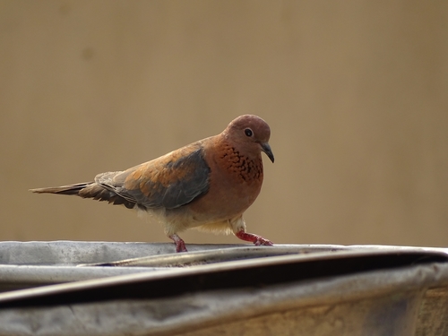 Laughing Dove