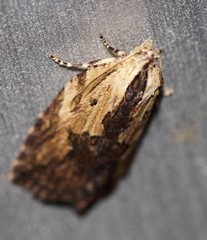 Cryptoptila immersana