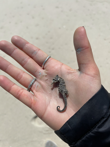 Northern Seahorse photographed in New York