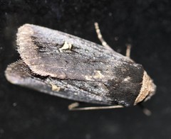 Proteuxoa cinereicollis