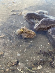 Ptilosarcus undulatus