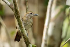 Thamnophilus punctatus