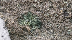 Usnea antarctica