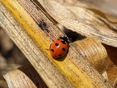 Coccinella nugatoria